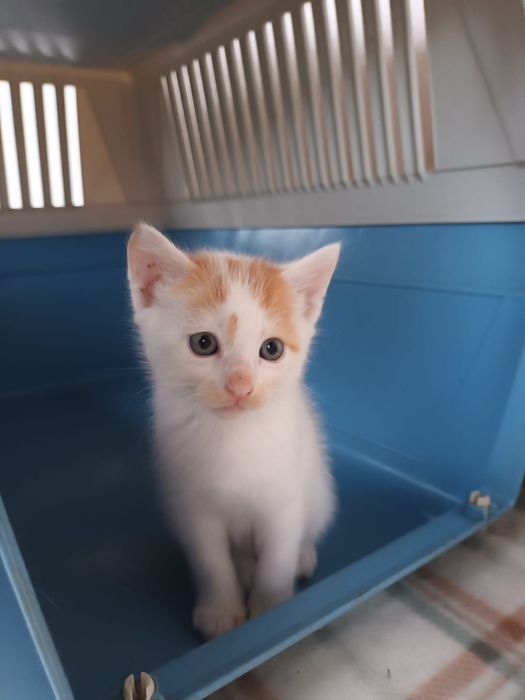 pui de pisica spre adoptie
