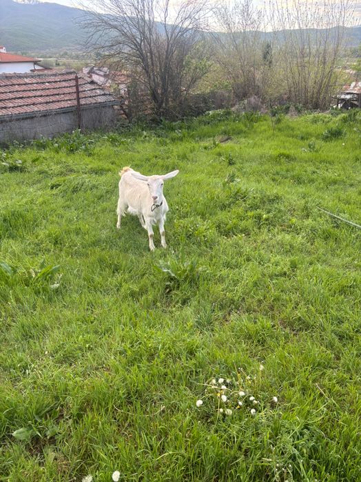 Продавам 2 броя дойни кози