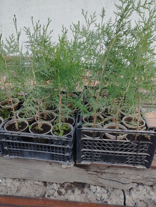 Туя сорт восточная