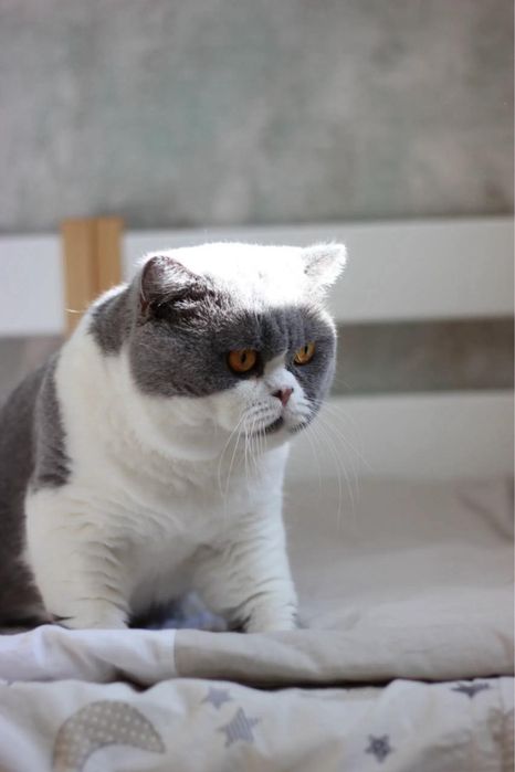 Британские котята