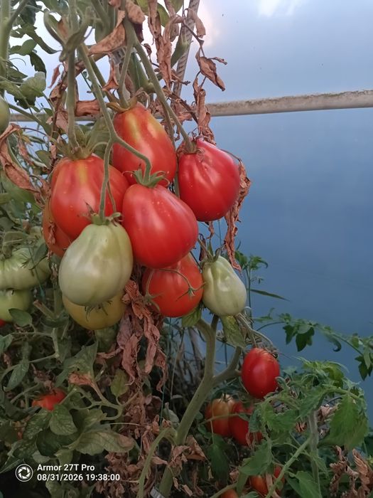 Vand rosi ardei gigosar si capia