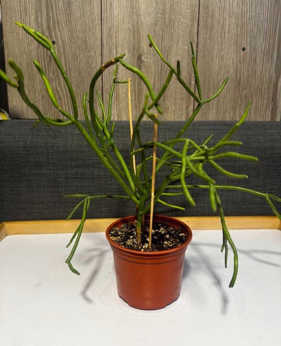 Эуфорбия тирукалли (Молочай тирукалли)