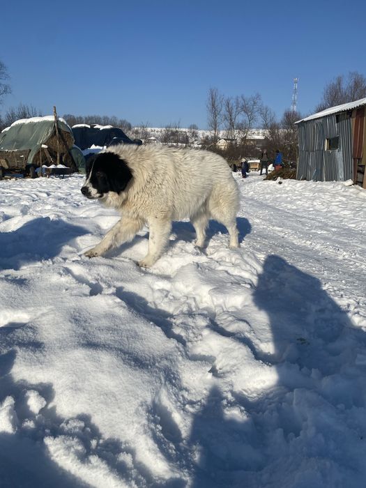 Pui de casa disponibili