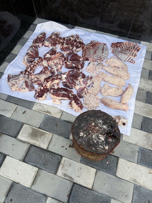 Кочкор кой Qochqor qoy