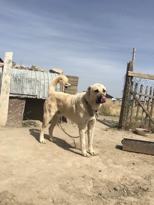 Собака тобет денсаулык жаксы