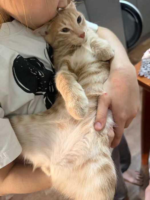 Отдам в добрые руки