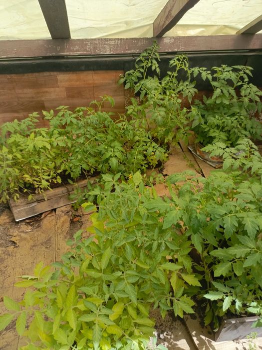 Продам рассаду помидор