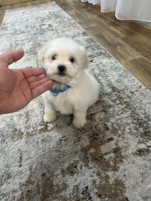 Baietel Bichon Maltez