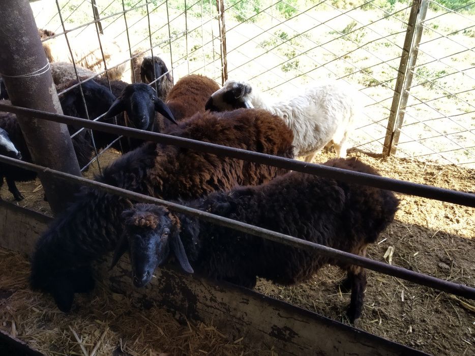 Турли базм ва маросимлар учун кучкорлар