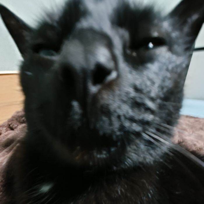 Пропала кошка Соня