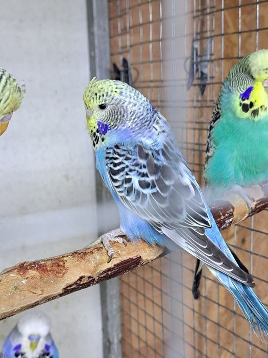 Выстовачные папугаи