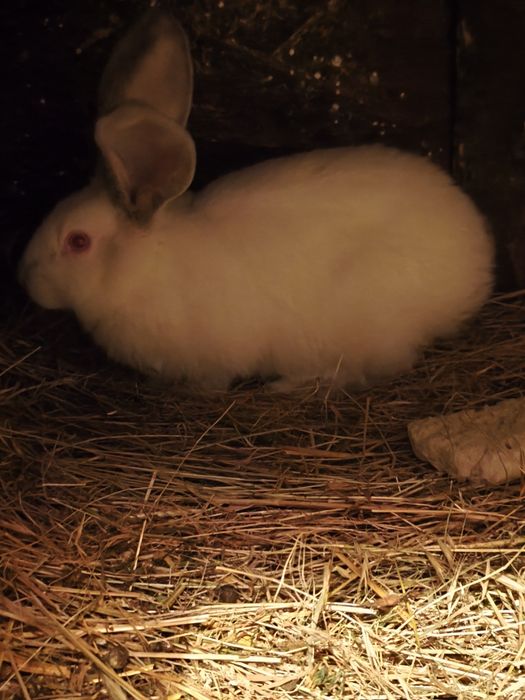 Uriaș german de vânzare