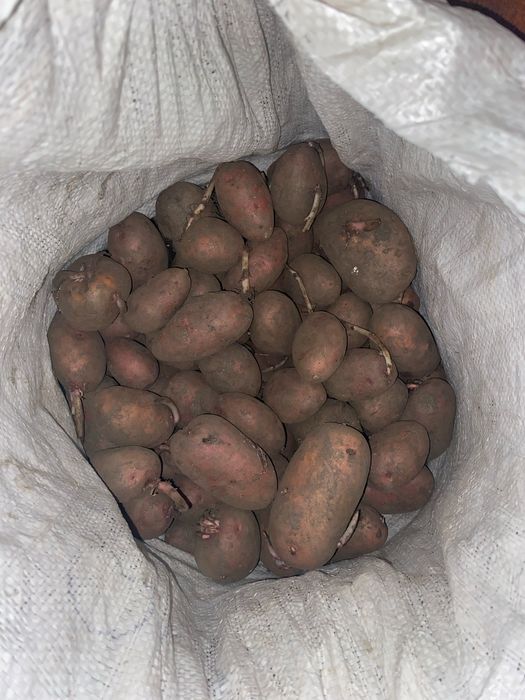 Семенные картошки
