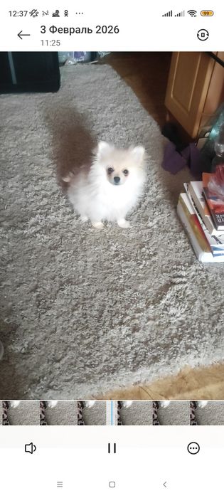 Померанский шпиц срочно