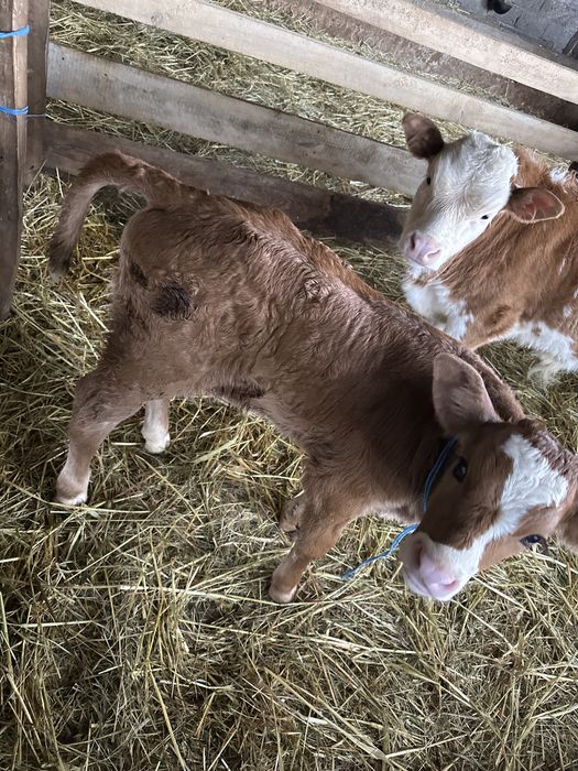 Vitea de lapte 10 zile