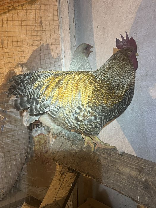 Петух Билефельдер