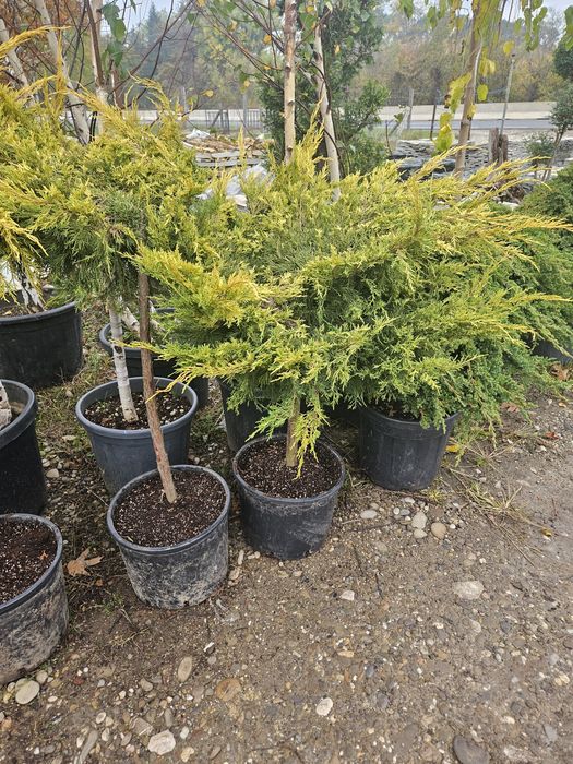 Palmieri tranhicarpus plante