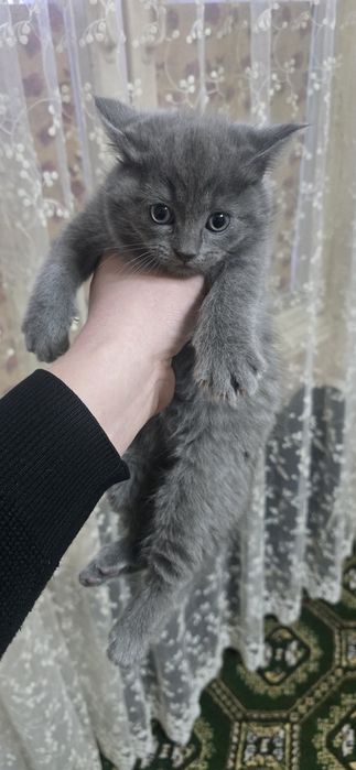 Parodaliy mushuk bolalari sotiladi