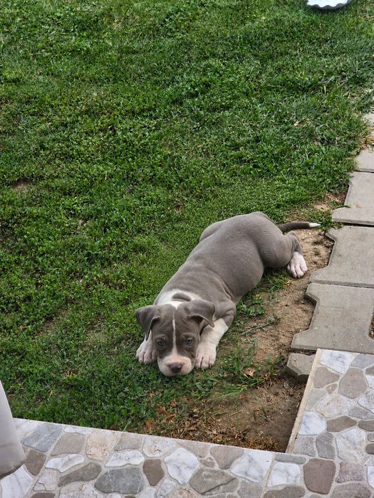 Pui American  XL de top, cu pedigree și origine premium