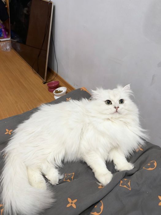 Дам кот длиннашорстый шиншилла