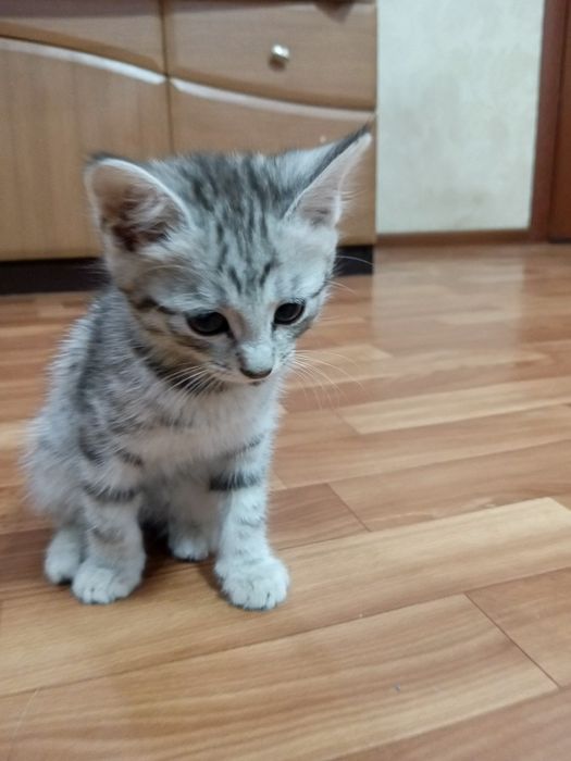 Отдам котёнка, в добрые руки