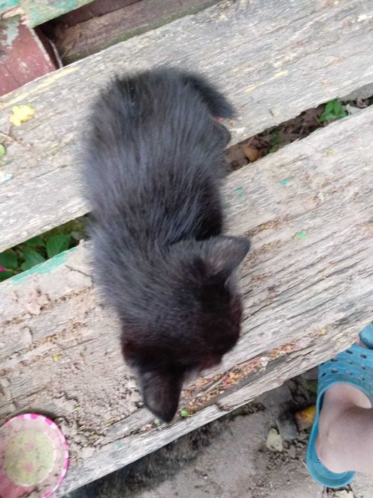 котята черные отдадим