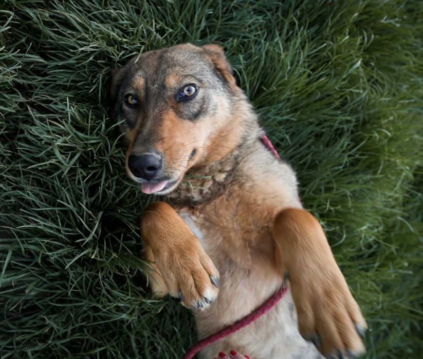 Daisy – cățelușă adorabilă de 4 ani își caută familie