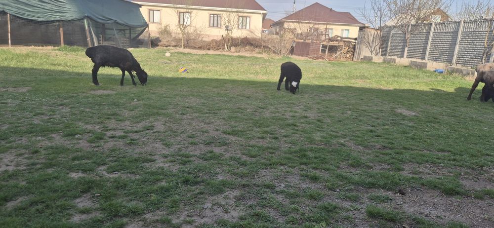 Қозылы қой сатылады