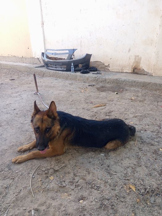 Афчарка парода исми Барсик