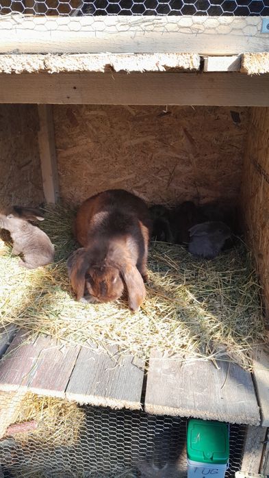 Iepuri de rasa:uriasi german, fluture german, berbec german  și altele