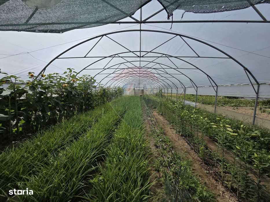 Proprietate 2.229 mp cu Dotări pentru Afacere Florală