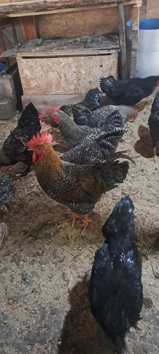 Продам петушков срочно