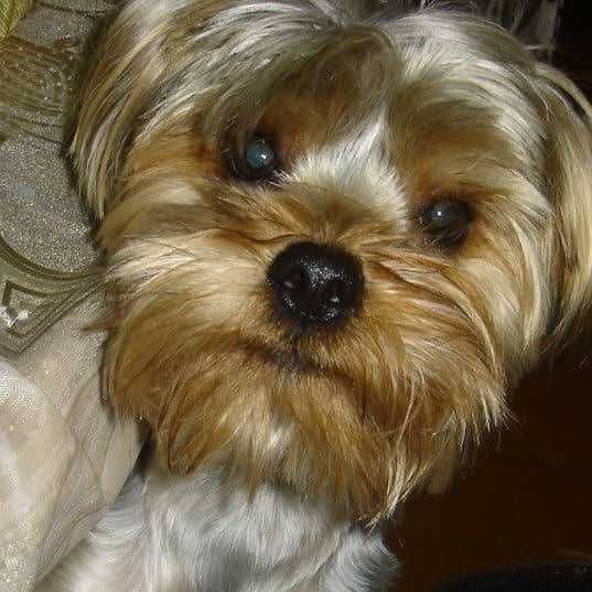 ВЯЗКА! Йоркширский терьер. Брутальный Жан-Поль!!!