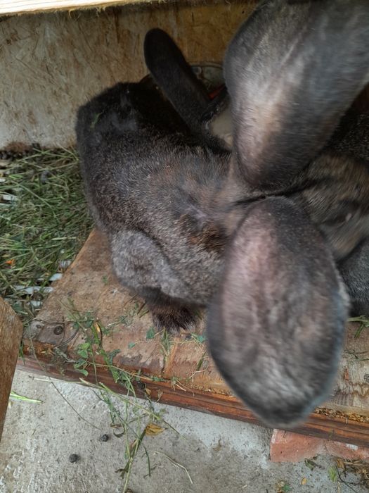 Vindem iepuri urias german, femele si masculi.