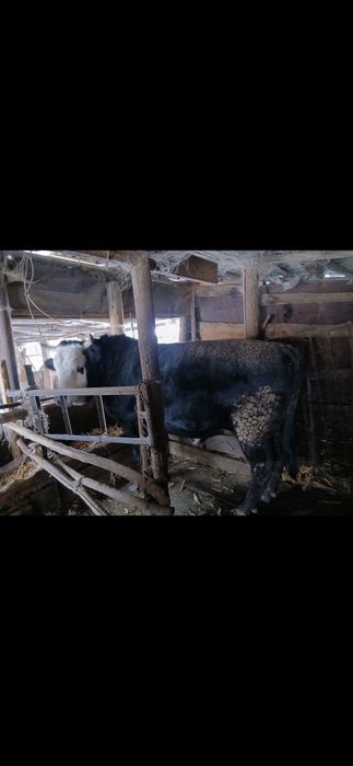 Продам коров, быков, баранов