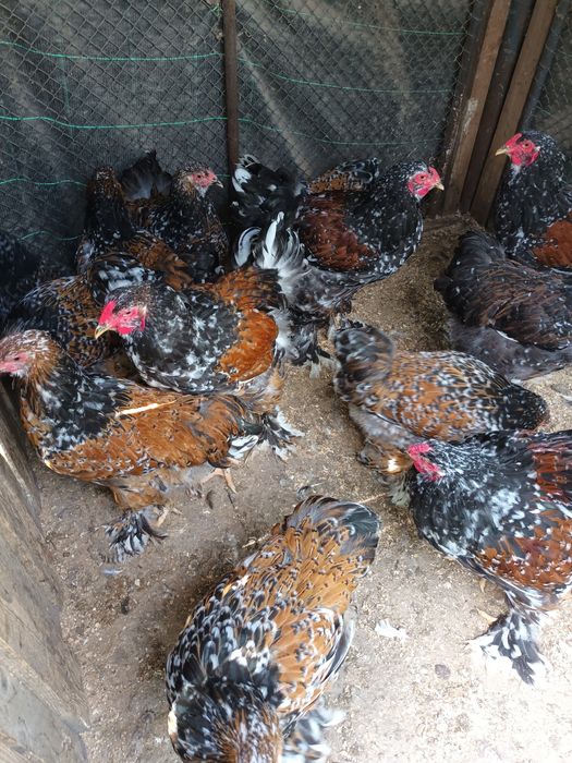 Brahma herminat deschis și brahma porțelan
