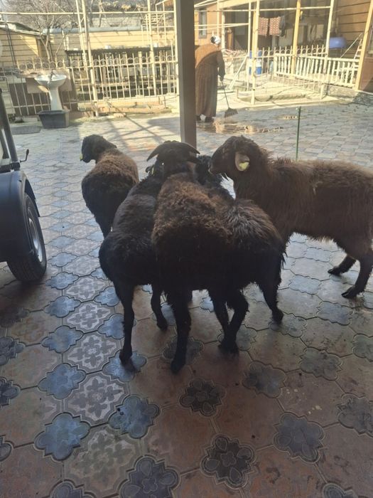 Тоқты Қошқарлар бар