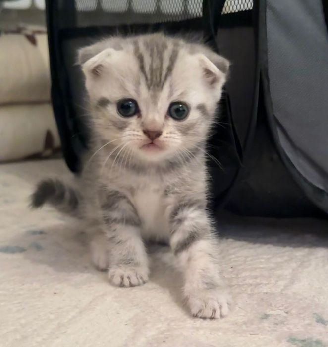 Вязка кота скотишш-страйт 9000