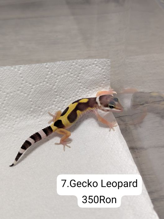 Soparla Gecko Leopard