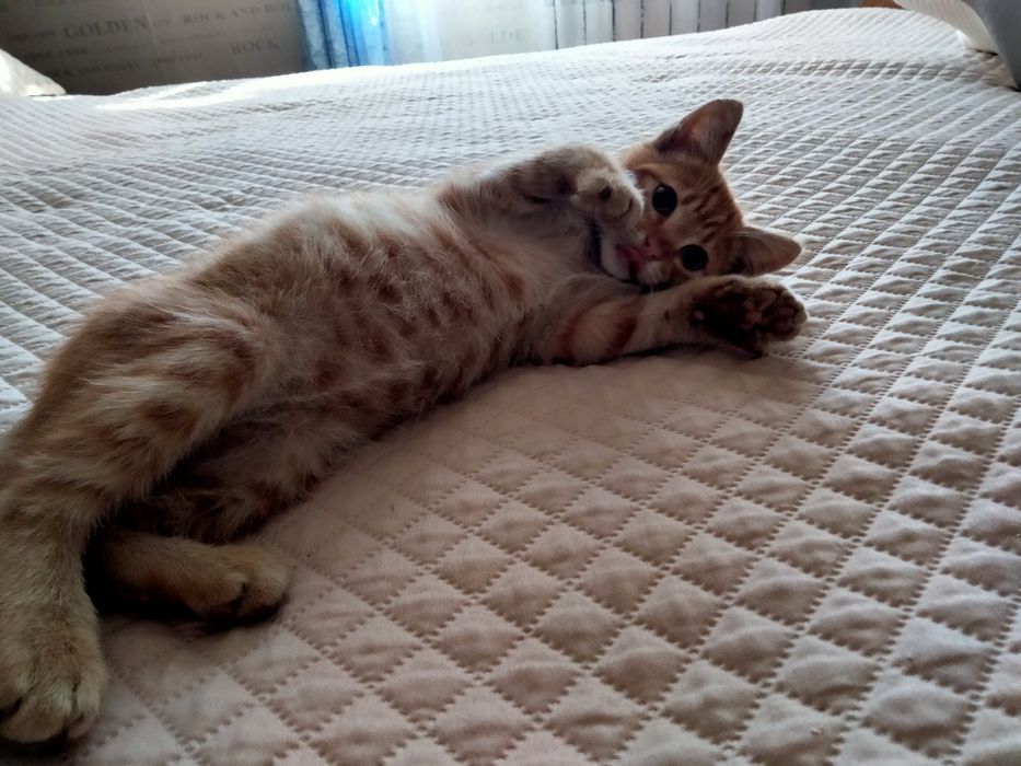 отдам котенка в добрые руки
