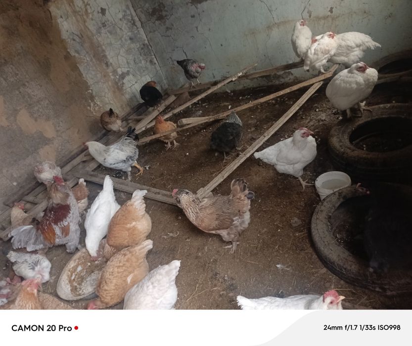 Срочно тауықтар сатылады