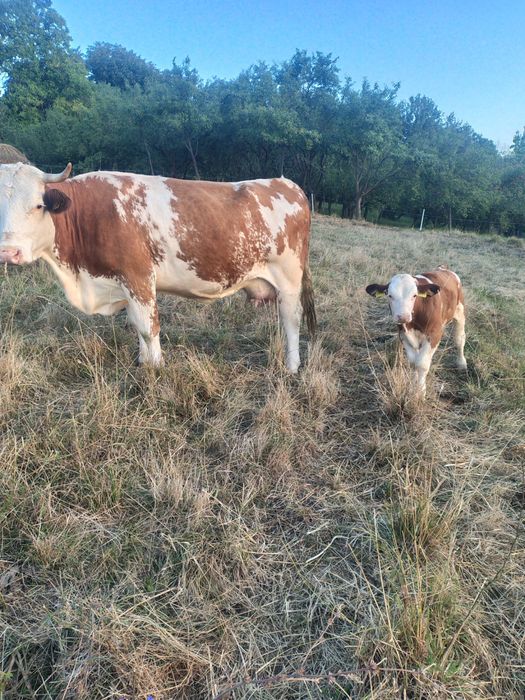 Vand vaca cu vitel