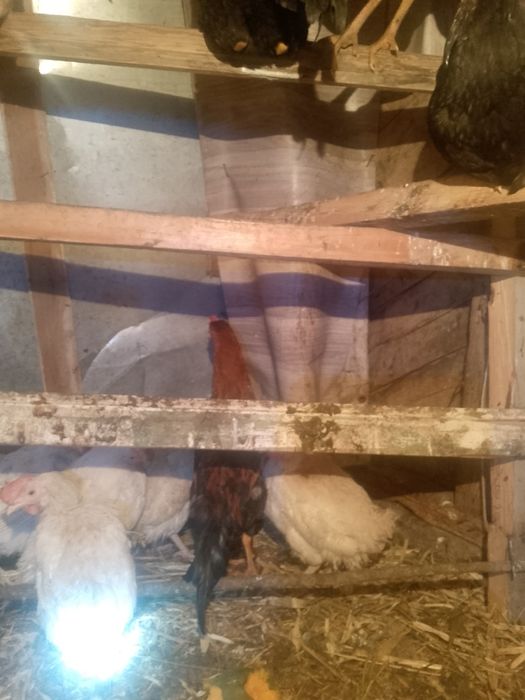 Чалгут сатлад 4 шт