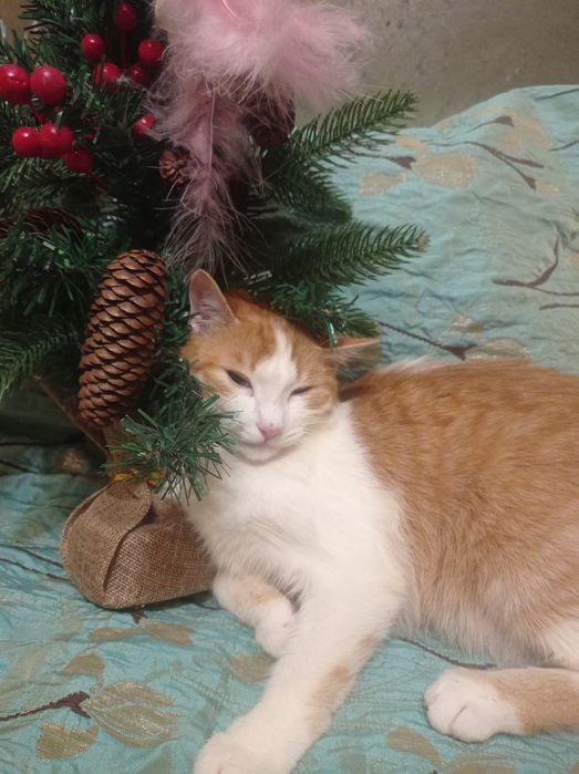 На счастье! КотЯтки домашние