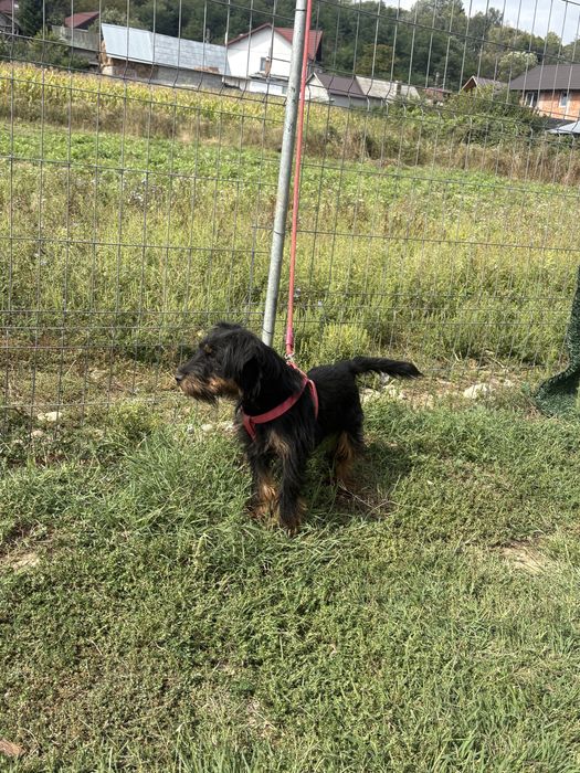 Mascul jagdterrier