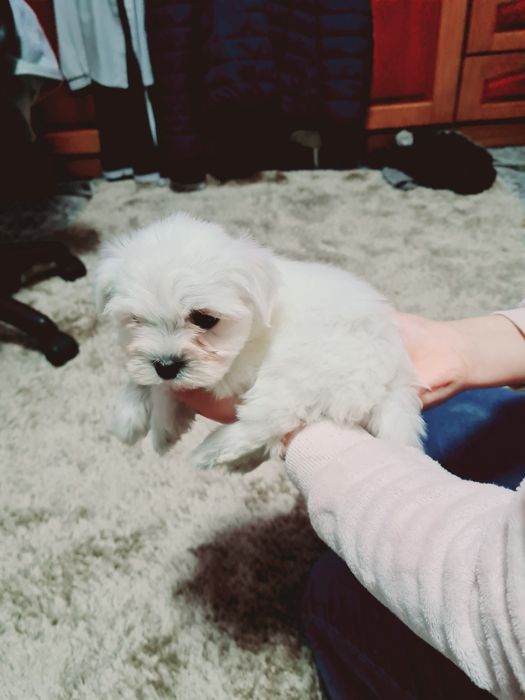 Pui Bichon Maltez