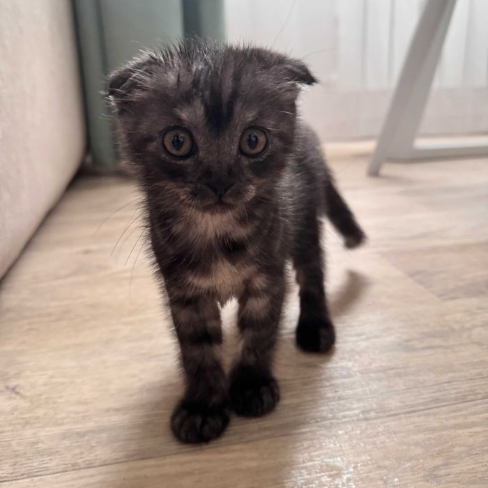 Вислоухий кот дымчатый