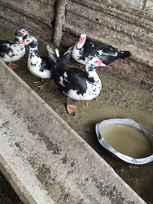 Продам индоуток на мясо