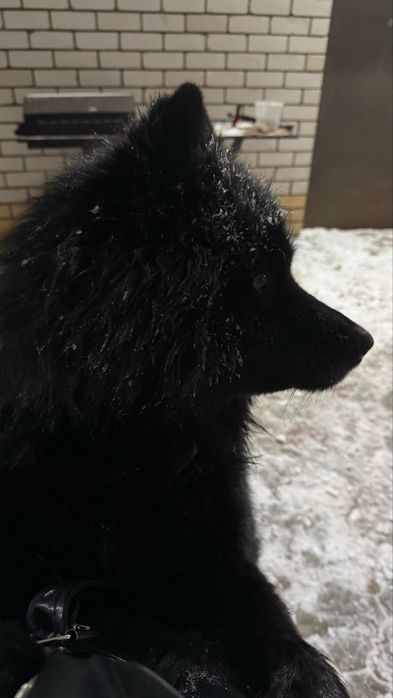 Потеряшка ищет своего хозяина