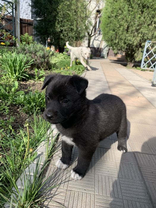 щенята ищут дом!